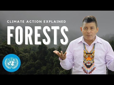 How Forests Help Fight Climate Change